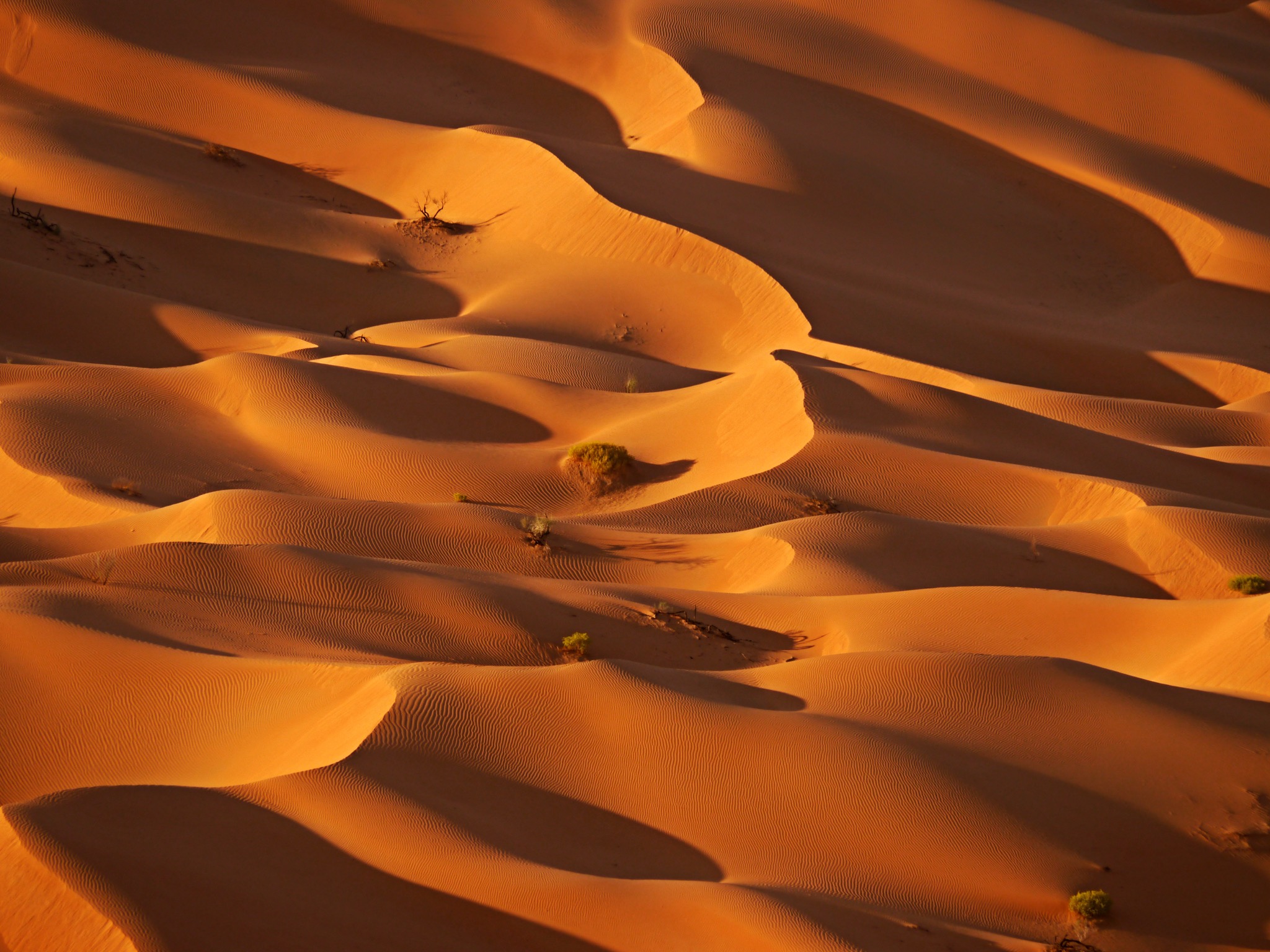 Desert Waves